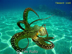 Day Octopus out for a swim.  i took this photo @ Honokawa... by Tim Rollo 